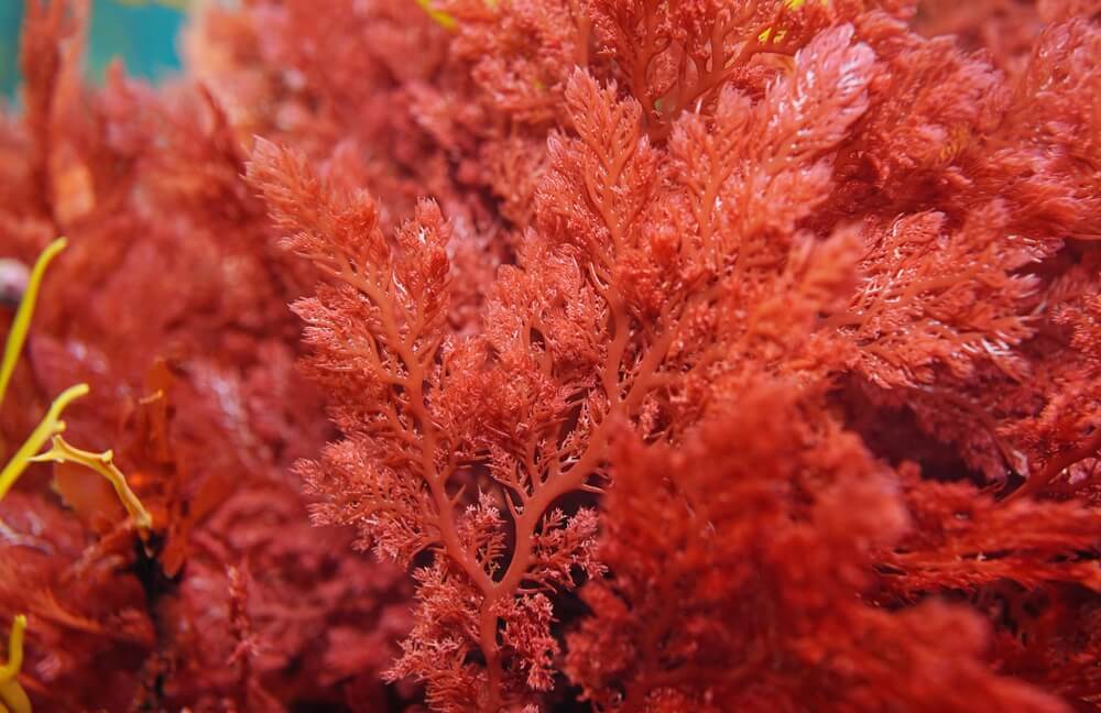 Red,Alga,Plocamium,Cartilagineum,Close up,,Underwater,In,The,Atlantic,Ocean,